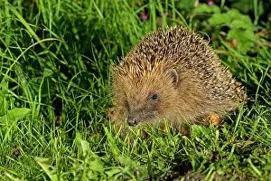 Jake Stephen: 80201415 Hedgehog - adult on grass Powys, Wales