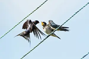 Jake Stephen: 80201419 Swallow - adult feeding young on telephone