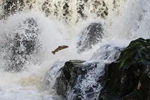 Jake Stephen: 80201420 Salmon - leaping at waterfall Dolanog