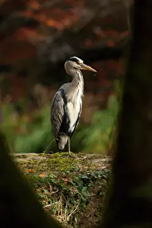 Jake Stephen: 80201423 Grey Heron - adult on large rock viewed