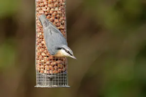 Jake Stephen: 80201424 Nuthatch - adult on nut feeder in winter