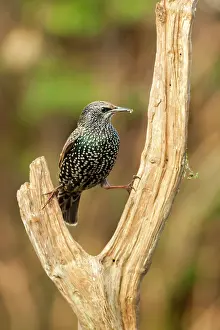 Jake Stephen: 80201425 Starling - adult on dead wood in winter
