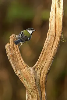 Jake Stephen: 80201426 Great Tit - adult on dead wood perch in