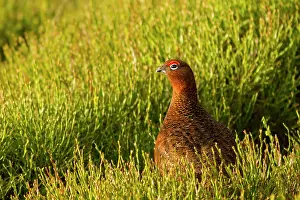 Jake Stephen: 80201427 Red Grouse - adult standing in heather