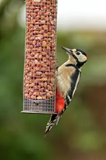 Jake Stephen: 80201428 Great Spotted Woodpecker - adult male feeding