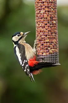 Jake Stephen: 80201429 Great Spotted Woodpecker - adult male feeding