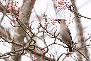 Jake Stephen: 80201431 Waxwing - adult eating berries in tree