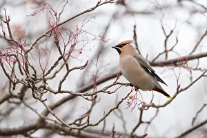 Jake Stephen: 80201432 Waxwing - adult in tree in winter Powys
