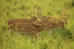 Chital: 80201433 Spotted Deers / Chitals - in Dhikala meadows