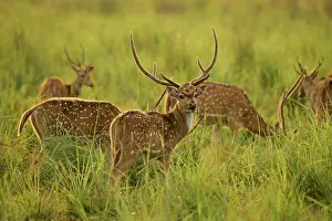 Chital: 80201434 Spotted Deers / Chitals - in Dhikala meadows