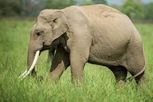 Tusk: 80201435 Asian / Indian Elephant - tusker Corbett