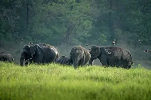 Chital: 80201436 Asian / Indian Elephants Corbett National