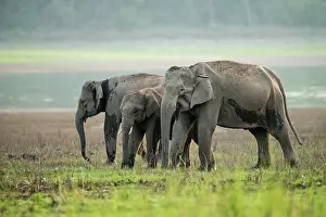 Banks: 80201437 Asian / Indian Elephants - on the banks