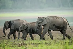 Banks: 80201438 Asian / Indian Elephants - on the banks