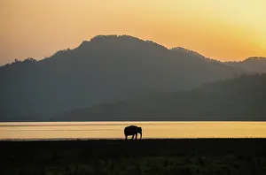 Banks: 80201439 Asian / Indian Elephant - on the banks