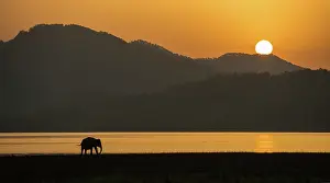 Banks: 80201440 Asian / Indian Elephant - on the banks