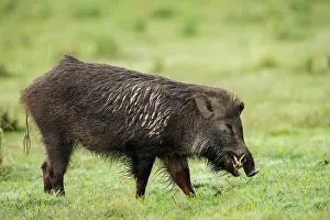 Wildboar: 80201441 Wild Boar Corbett National Park, India