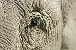 Corbett: 80201442 Asian / Indian Elephants - close up of