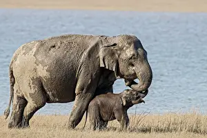 Corbett: 80201443 Asian / Indian Elephants - mother and calf