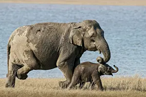 Corbett: 80201444 Asian / Indian Elephants - mother and calf