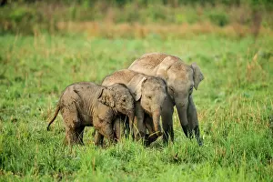 Naughty: 80201445 Asian / Indian Elephants - young playing