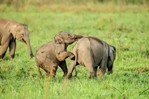 Naughty: 80201446 Asian / Indian Elephants - young playing
