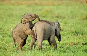 Naughty: 80201447 Asian / Indian Elephants - young playing