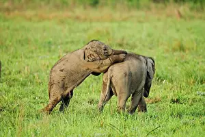 Naughty: 80201448 Asian / Indian Elephants - young playing