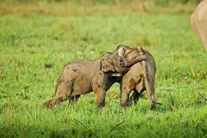 Naughty: 80201449 Asian / Indian Elephants - young playing