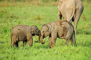 Naughty: 80201450 Asian / Indian Elephants - young playing
