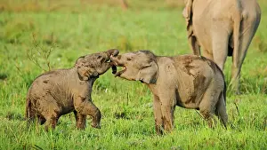 Naughty: 80201451 Asian / Indian Elephants - young playing