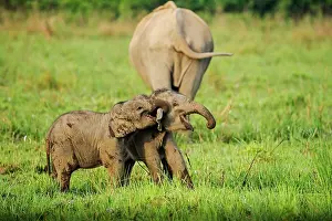 Naughty: 80201452 Asian / Indian Elephants - young playing