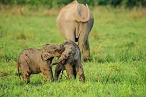Naughty: 80201453 Asian / Indian Elephants - young playing