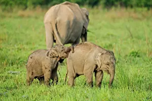 Naughty: 80201454 Asian / Indian Elephants - young playing
