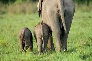 Corbett: 80201455 Asian / Indian Elephants - adult and young
