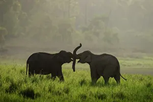 Corbett: 80201456 Asian / Indian Elephants - young sparring