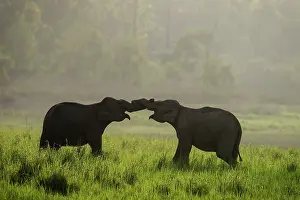 Corbett: 80201457 Asian / Indian Elephants - young sparring