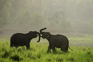 Corbett: 80201458 Asian / Indian Elephants - young sparring