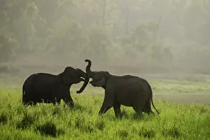 Corbett: 80201459 Asian / Indian Elephants - young sparring