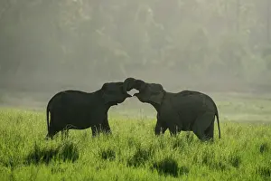 Corbett: 80201460 Asian / Indian Elephants - young sparring