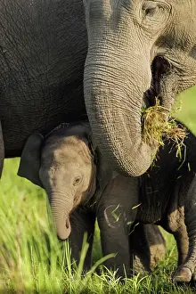 Corbett: 80201461 Asian / Indian Elephants - mother and calf