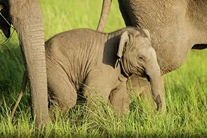 Safe: 80201462 Asian / Indian Elephants - young Corbett