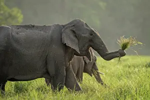 Corbett: 80201463 Asian / Indian Elephants - cleaning grass