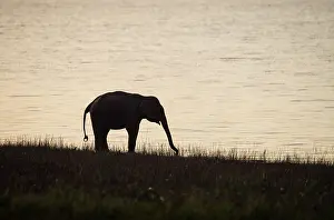 Banks: 80201464 Asian / Indian Elephant - on the banks