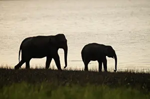 Banks: 80201465 Asian / Indian Elephants - on the banks