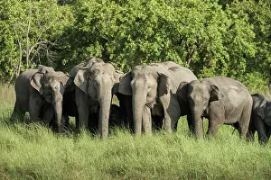 Corbett: 80201466 Asian / Indian Elephant - herd Corbett