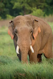 Corbett: 80201467 Asian / Indian Elephant - tusker with red
