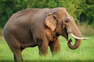 Corbett: 80201468 Asian / Indian Elephant - tusker with red