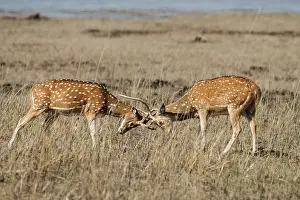 Chital: 80201470 Spotted Deer / Chital - stags sparring
