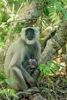 Corbett: 80201471 Grey Langur / Hanuman - suckling young